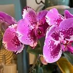 Cuadro de orquídeas