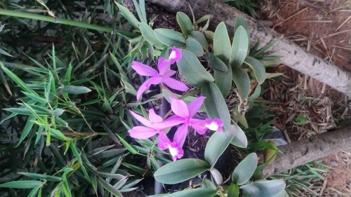 Orquídeas SA